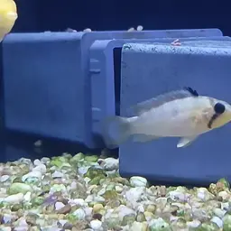 Blue Panda Cichlid, photo 12