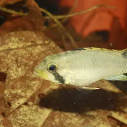 Lyretail Apistogramma