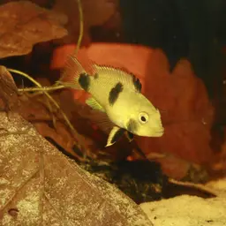 Lyretail Apistogramma, photo 2