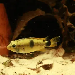 Lyretail Apistogramma, photo 3