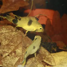Lyretail Apistogramma, photo 4