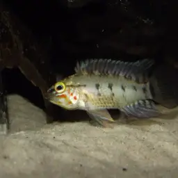 Masken Apisto, photo 2
