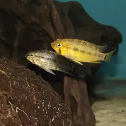 Masken Apisto, photo 3
