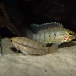 Masken Apisto, photo 4