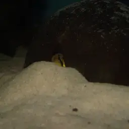 Masken Apisto, photo 5