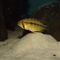 Masken Apisto, photo 6