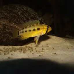 Masken Apisto, photo 7