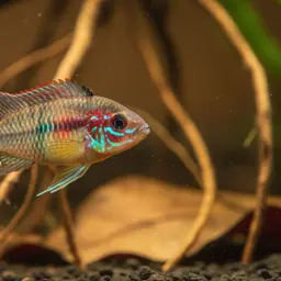 Masken Apisto, photo 1