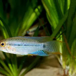 Steindachner's Dwarf Cichlid, photo 1