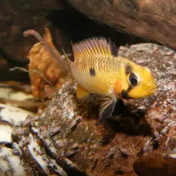 Steindachner's Dwarf Cichlid, photo 2