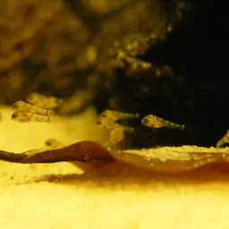 Steindachner's Dwarf Cichlid, photo 3