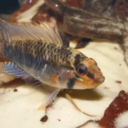Steindachner's Dwarf Cichlid, photo 4