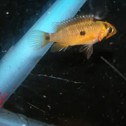 Steindachner's Dwarf Cichlid, photo 5
