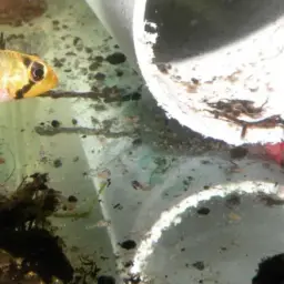 Steindachner's Dwarf Cichlid, photo 7