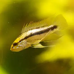 Three-striped Dwarf Cichlid, photo 1