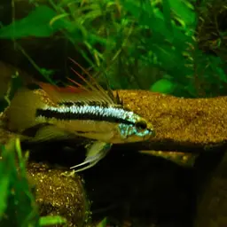 Three-striped Dwarf Cichlid, photo 2