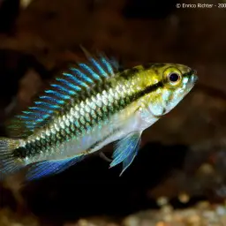Three-striped Dwarf Cichlid, photo 3