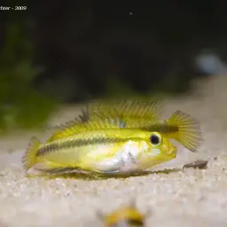 Three-striped Dwarf Cichlid, photo 4