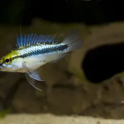 Three-striped Dwarf Cichlid, photo 5