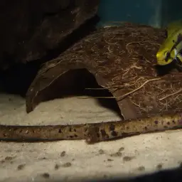 Three-striped Dwarf Cichlid, photo 6