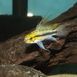 Three-striped Dwarf Cichlid, photo 7