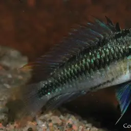 Three-striped Dwarf Cichlid, photo 8