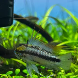 Three-striped Dwarf Cichlid, photo 9