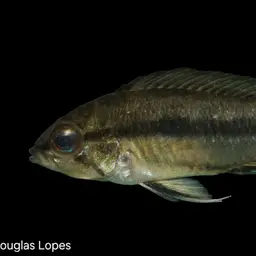 Three-striped Dwarf Cichlid, photo 10