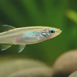 Brichard's Lampeye