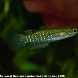 Green Panchax