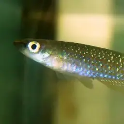 Green Panchax, photo 2