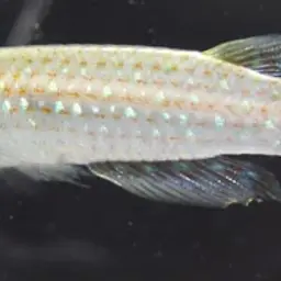 Green Panchax, photo 3