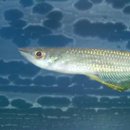 Golden Wonder Killifish