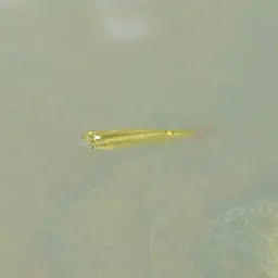 Golden Wonder Killifish, photo 2