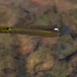 Golden Wonder Killifish, photo 3