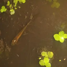 Golden Wonder Killifish, photo 4