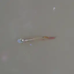 Golden Wonder Killifish, photo 5