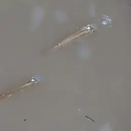 Golden Wonder Killifish, photo 6
