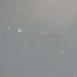 Golden Wonder Killifish, photo 7