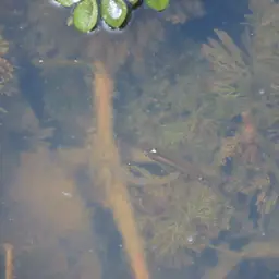 Golden Wonder Killifish, photo 8