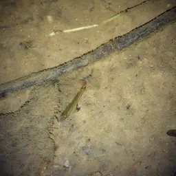 Golden Wonder Killifish, photo 9