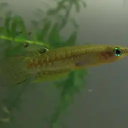 Dwarf Panchax