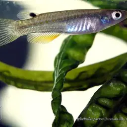 Dwarf Panchax, photo 2