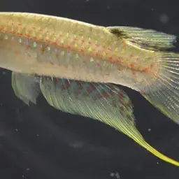 Dwarf Panchax, photo 3