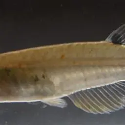 Dwarf Panchax, photo 4