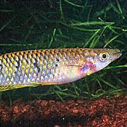 Werner's Killifish