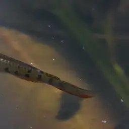 Werner's Killifish, photo 2