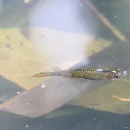 Werner's Killifish, photo 3