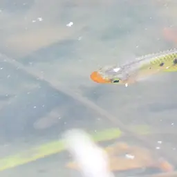 Werner's Killifish, photo 4