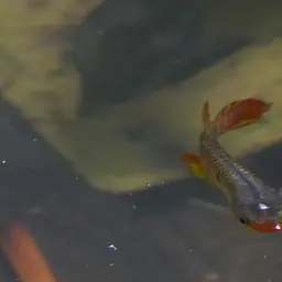 Werner's Killifish, photo 5